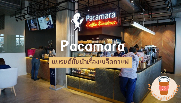 Pacamara เเบรนด์ชั้นนำเรื่องเมล็ดกาแฟ ในประเทศไทย ถ้าหากพูดถึง กาแฟ เชื่อว่าหลาย ๆ คนน่ารู้จักกันเป็นอย่างดีอยู่เเล้ว เพราะเป็นเครื่องดื่ม