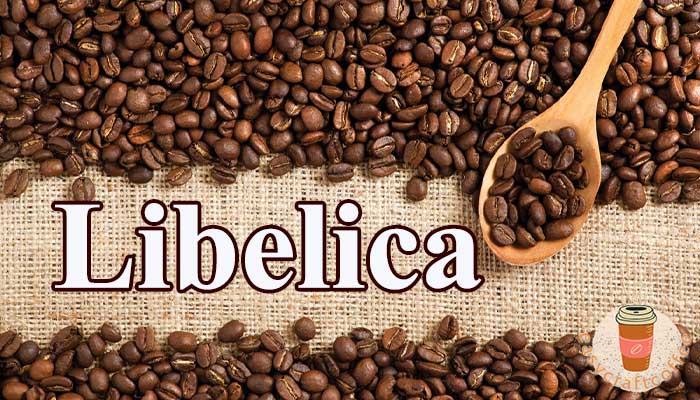 กาแฟลิเบอริก้า สายพันธุ์กาแฟที่โลกลืม  แม้ว่าสายพันธุ์กาแฟที่ได้รับความนิยมมากที่สุดในโลกใบนี้จะมี 2 สายพันธุ์ได้ก็คือสายพันธุ์โรบัสต้า